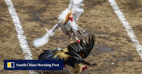 acf cockfighting|Philippine cockfights more popular than ever, despite .